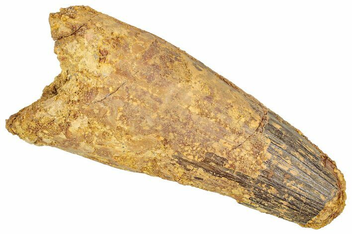 Real Fossil Spinosaurus Tooth - Feeding Worn Tip #351635